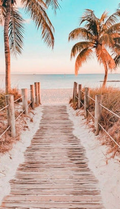 a wooden path leading to the beach with palm trees