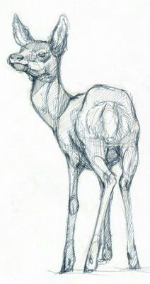 a pencil drawing of a deer standing in front of a white background