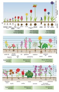 the different types of flowers that are in each planter and how to use them