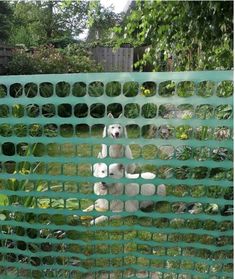 two white dogs sitting behind a green fence