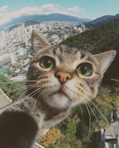 a cat looking up at the camera with mountains in the background