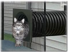 a cat that is standing inside of a cage