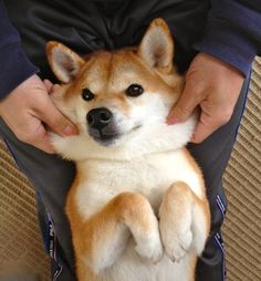 a person holding a small brown and white dog in their lap with his paws on the ground