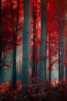 a red forest filled with lots of trees