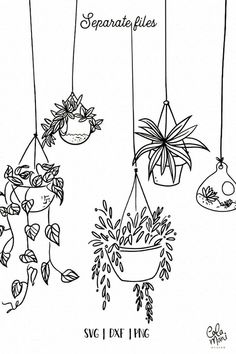 four hanging planters with plants in them and the words seperate files above them