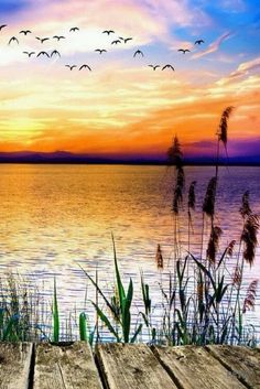 birds flying over the water at sunset with wood planks in foreground and reeds in foreground