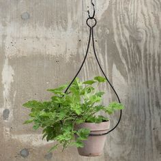 a potted plant hanging from a hook on a concrete wall with a chain attached to it