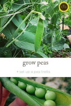 a hand holding a pea pod in front of green plants and the words grow peas on it