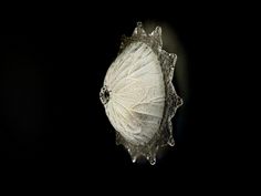 a white butterfly sitting on top of a piece of frosted glass in the dark