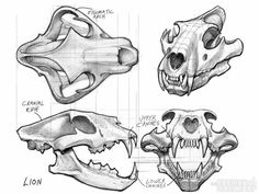 three different types of animal skulls