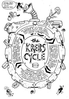 an advertisement for the kreb cycle on jay holser's website