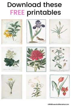 an image of flowers and plants with the text free printables for flower identification