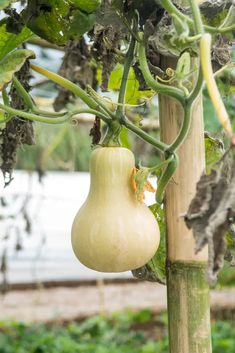 an eggplant hanging from a tree in a garden with water in the background