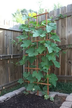 there is a plant growing in the corner of this fenced backyard area with rocks and stones around it