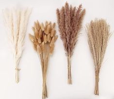 four different types of dried flowers on a white background, one is brown and the other is beige