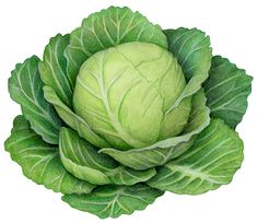 a drawing of a head of lettuce on a white background with green leaves