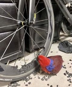 a bird is standing on the ground next to a bike tire and it's wheel