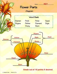 the parts of a flower that are labeled in english and spanish, as well as their names