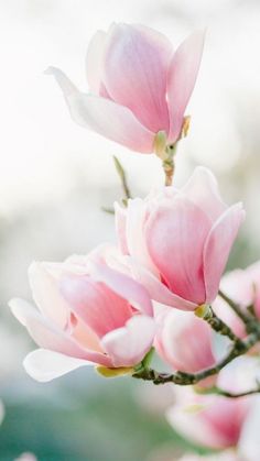 some pink flowers are blooming on a branch in front of a blurry background