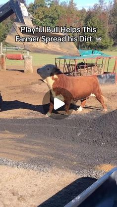 there is a cow that is standing in the dirt