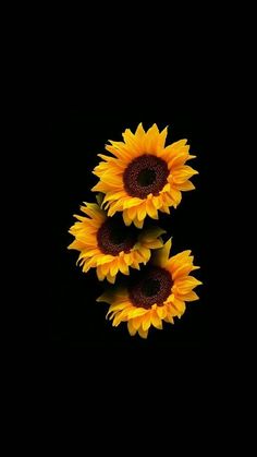 three yellow sunflowers are in the dark