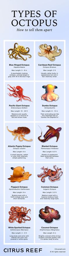 Different Types of Octopus Species Types Of Octopus, Octopus Species, Animal Infographic, Ocean Science, Different Species, Beautiful Sea Creatures, Water Animals