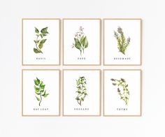 four framed botanical art prints with different herbs and leaves on them, each displaying the same type of plant