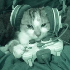 a cat wearing headphones and holding a video game controller