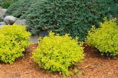 some green bushes and rocks in the grass