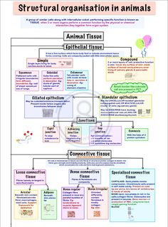 Biology best mindmap Class 11 Biology Notes Animal Tissue, Class 11 Zoology Notes, Animal Tissue Mind Map, Animal Tissue Class 11 Short Notes, Animal Tissue Biology Notes Neet, Epithelium Tissue Notes, Animal Tissues Notes, Cockroach Notes Neet, Class 9 Science Notes Biology Tissue