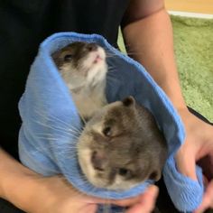 a person holding a small animal wrapped in a blue blanket on top of their lap