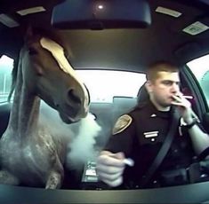 Police Horse, Riding A Bike, Strange Things, Silly Images, Weird Stuff, Silly Animals, Very Funny Pictures, Silly Pictures, Funny Reaction Pictures