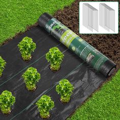 green plants are growing in the ground next to a roll of black tarp