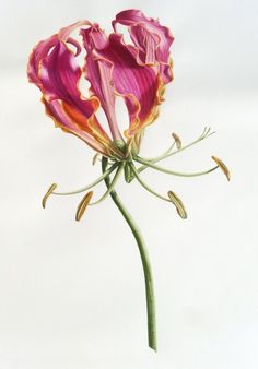 a pink flower with green stems on a white background