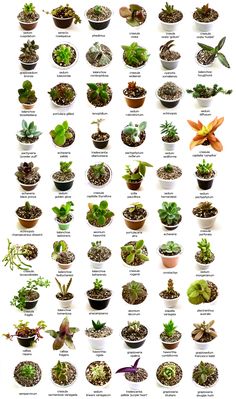 an image of different types of plants in pots