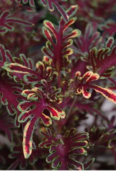 a close up of a plant with red and green leaves