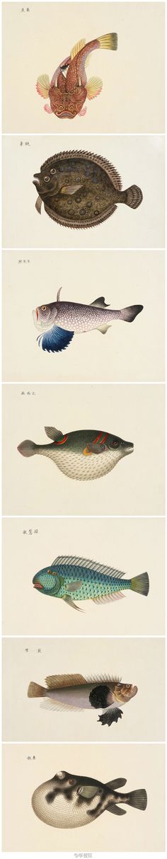 an image of different types of fish in various stages of development and growth, from the earliest to the present day