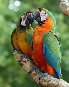 two colorful birds sitting on top of a tree branch