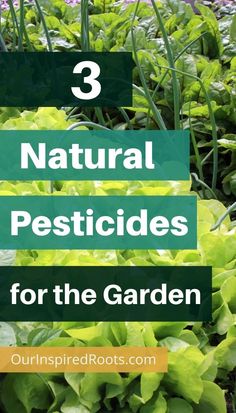 green plants with the words 3 natural pesticides for the garden