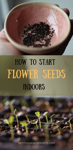 two pictures, one of tiny flower seeds in a pink bowl, and the other of tiny seedlings growing in cell trays Starting Seeds Inside, Flower Seedlings, Grow Wildflowers, Seed Starting Mix, Gardening Hacks