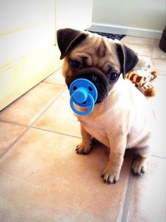 a small pug dog sitting on the floor with a blue bottle in its mouth