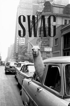 a llama sticking its head out the window of a car on a city street