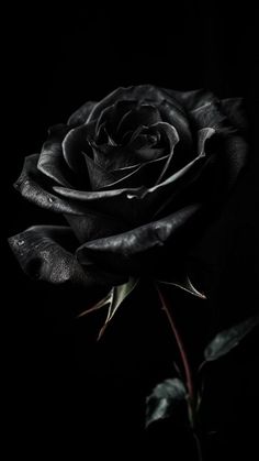 a black rose is shown in the dark