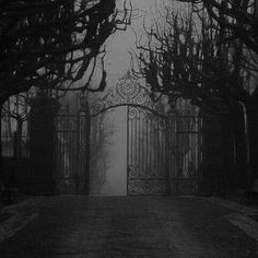 an iron gate in the middle of a dark forest