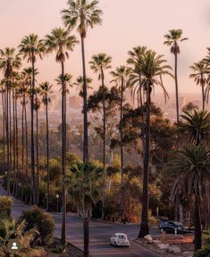 palm trees line the street in front of a cityscape with cars parked on it