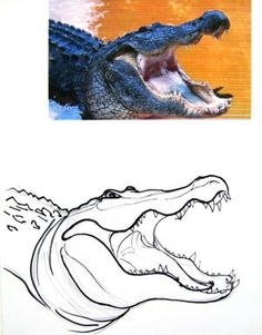 a drawing of an alligator with its mouth open