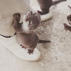 an animal that is standing on top of someone's feet with two other animals