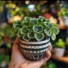 a hand holding a potted plant with green leaves