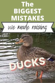 a duck standing in the water with text overlay that reads, the biggest mistakes we made raising ducks