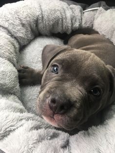 a brown dog laying on top of a fluffy white blanket in a pet bed with his eyes wide open